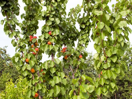 Ripe apricots grow on a tree in the garden. Harvest fruits and berries. Juicy and sweet fruit. Food for a vegetarian.の写真素材