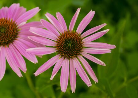 Echinacea. Purple flower Herbal. Medicinal flower. The medicine.の写真素材