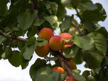 Ripe apricots grow on a tree in the garden. Harvest fruits and berries. Juicy and sweet fruit. Food for a vegetarian.の写真素材
