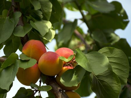 Ripe apricots grow on a tree in the garden. Harvest fruits and berries. Juicy and sweet fruit. Food for a vegetarian.の写真素材