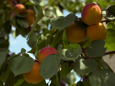 Ripe apricots grow on a tree in the garden. Harvest fruits and berries. Juicy and sweet fruit. Food for a vegetarian.の写真素材