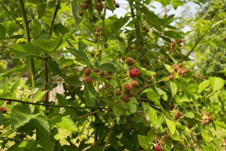 Blackberries grow on a bush in the garden. Black sweet berry. Harvesting.の写真素材