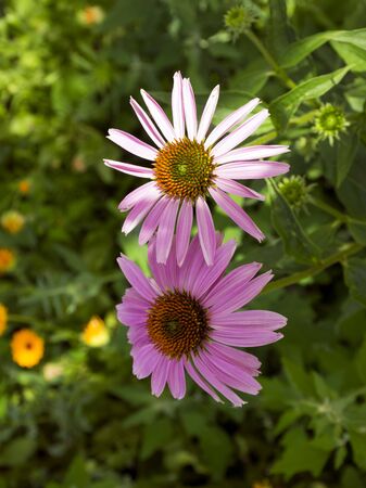 Echinacea. Purple flower Herbal. Medicinal flower. The medicine.の写真素材