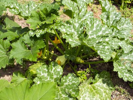 Zucchini grows in the garden. Zucchini bush. Harvesting. Pumpkin bushの写真素材