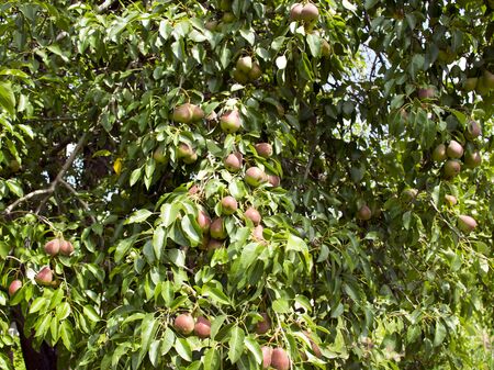 Pears grow on a tree. Ripe and juicy fruits. Harvesting. Vegetarianism. Gardening.の写真素材