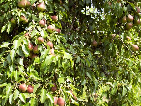 Pears grow on a tree. Ripe and juicy fruits. Harvesting. Vegetarianism. Gardening.の写真素材