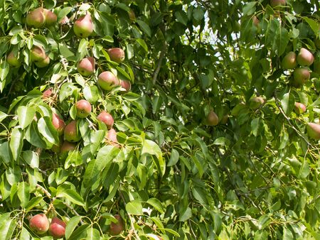 Pears grow on a tree. Ripe and juicy fruits. Harvesting. Vegetarianism. Gardening.の写真素材