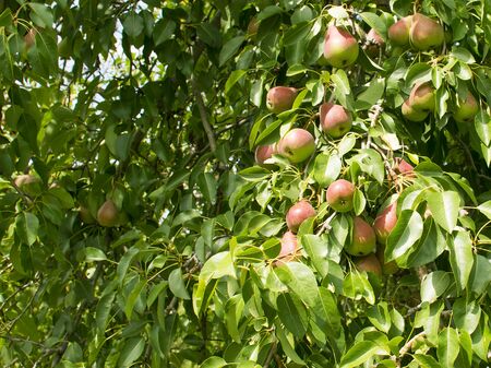 Pears grow on a tree. Ripe and juicy fruits. Harvesting. Vegetarianism. Gardening.の写真素材