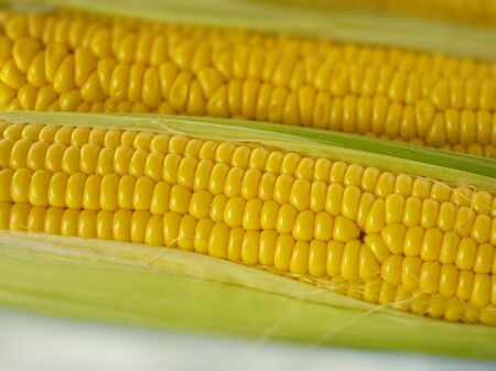 Sweet golden corn. Image of a yellow grain of sweet corn on the cob. Dense rows of corn seeds.の写真素材