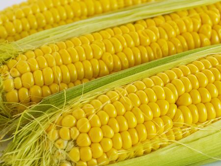 Sweet golden corn. Image of a yellow grain of sweet corn on the cob. Dense rows of corn seeds.の写真素材