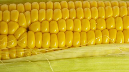Sweet golden corn. Image of a yellow grain of sweet corn on the cob. Dense rows of corn seeds.の写真素材