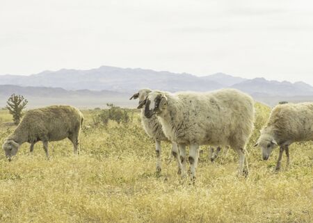 A herd of sheep graze on the meadow in the open air. Pasture for animals. Sheep eat grass. Agriculture.の写真素材