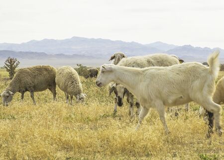 A herd of sheep graze on the meadow in the open air. Pasture for animals. Sheep eat grass. Agriculture.の写真素材