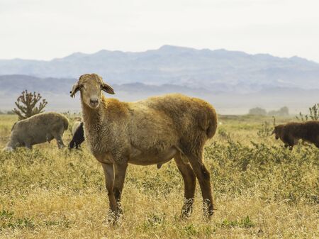 A herd of sheep graze on the meadow in the open air. Pasture for animals. Sheep eat grass. Agriculture.の写真素材