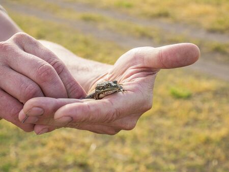 A small green frog in the hands of man. Wild nature. The frog will turn into a princess. Tale about a frog.の写真素材