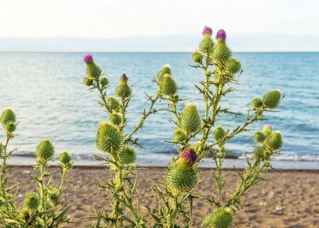 Thistle blooms on the beach near the sea. Beautiful view of the lake. Wild beach. Vegetation. Spiny thistle.の写真素材