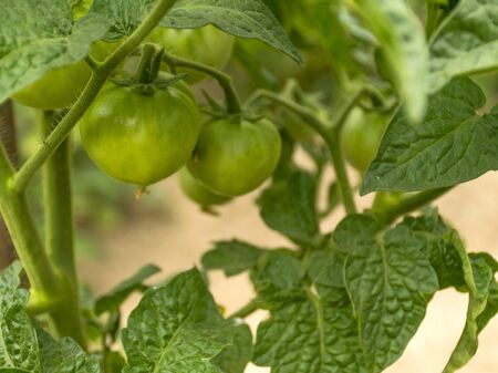 A green, not ripe tomato is hanging on a bush. Vegetables on the garden. A small bush with tomato. Vintage summer.の写真素材