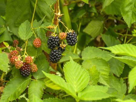 Black raspberry ripened on a branch. Blackberry bush. Harvesting in the fall. Tasty and juicy berry. Useful raspberry. Food for a healthy lifestyle.の写真素材