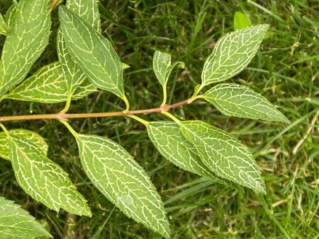 Garden plant with variegated leaves of yellow and green. Garden decoration. Branch of a bush. Green bush.の写真素材