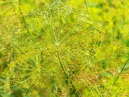 Green ripe dill in the garden. Seeds of fragrant dill. Seeds of fresh fennel. Harvest spice.