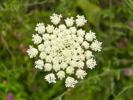 White flower cow parsley. Blooming on a natural meadow. Part of a flower close up. Plants for...