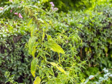Green nettle grows in the garden. Medicinal plant for medicine. Strong nettle tea. Nettle in the meadow.の写真素材