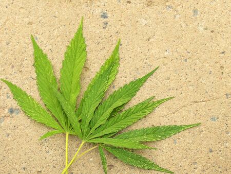 Sheet cannabis on the background of concrete. Green leaf cannabis. Fresh medicinal herb. Torn sheet cannabis. Hemp oil. Cannabis plantation.の写真素材
