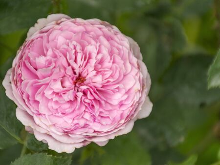 Beautiful lush garden rose. Fragrant rose bush. Beautiful background. Garden flower A plant for the garden.の写真素材