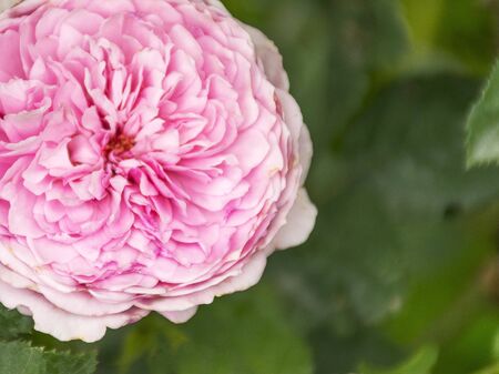 Beautiful lush garden rose. Fragrant rose bush. Beautiful background. Garden flower A plant for the garden.の写真素材