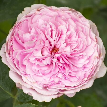 Beautiful lush garden rose. Fragrant rose bush. Beautiful background. Garden flower A plant for the garden.の写真素材
