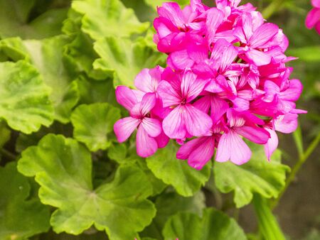 Pink geranium grows in the garden. Flowering geranium. Beautiful garden bush. Fragrant geranium. Beautiful plant for the garden.の写真素材