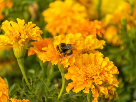 Beautiful yellow flower for the garden. Marigold is orange. Medicinal plant. Decoration alley. Bright and beautiful flower.の写真素材
