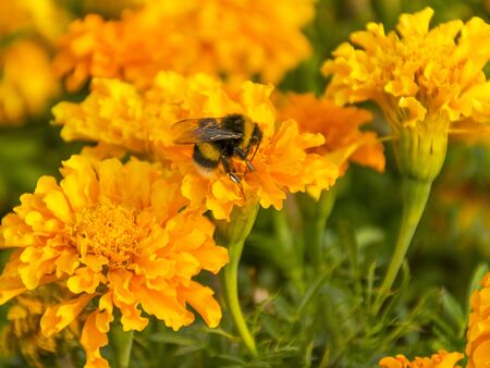Beautiful yellow flower for the garden. Marigold is orange. Medicinal plant. Decoration alley. Bright and beautiful flower.の写真素材