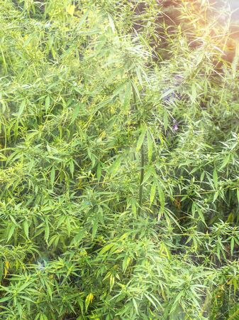 A green cannabis bush grows on the field. Fresh medicinal herb. Hemp oil. Cannabis plantation Plants for medicine.の写真素材