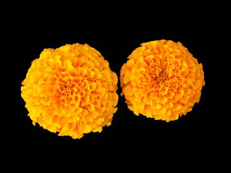 Beautiful yellow flower for the garden. Marigold is orange. Medicinal plant. Decoration alley. Bright and beautiful flower.の写真素材