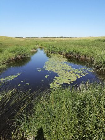 Beautiful wildlife with lakes and water lilies. Landscape with water. The reeds. The habitat of ducks.の写真素材