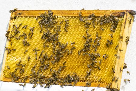 Many bees flew to the honeycomb. Insect bee collects honey.の写真素材