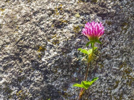 A beautiful purple flower grows in a forest near gray stone. Natural wildlife.の写真素材
