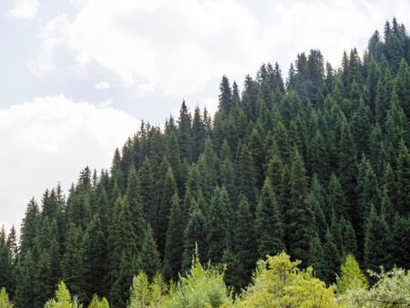 Beautiful summer landscape. The mountains
 covered with forest. Mountains in the trees, fir, pine. Nature.の写真素材