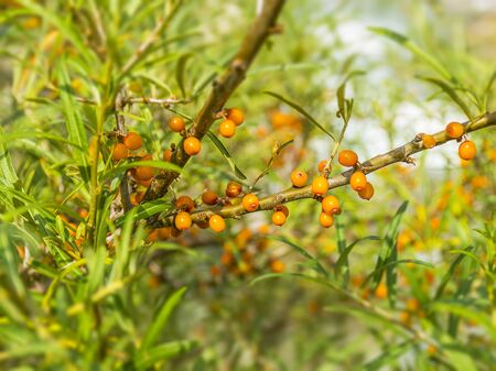 Tasty orange sea buckthorn grows on a tree. Berries on a branch. Medicinal berry. Sea buckthorn oil.の写真素材