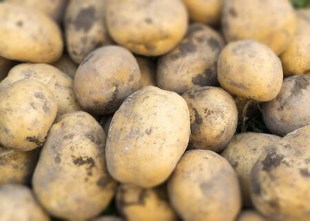 Picking potatoes. Autumn harvest. Dirty potatoes in the ground. Vegetable culture. Farmerの写真素材