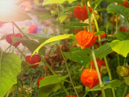 Bright orange physalis grows on a branch in the garden. Tasty and healthy berry. Therapeutic berry. Autumn harvest.の写真素材