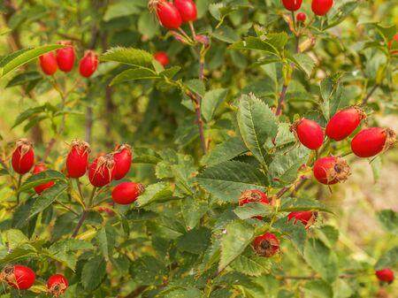 Red ripe rose hips growing on a bush in the garden. Medicinal berries. Healing tea. Harvesting in the fall. Dried berries. Rosehip oil.の写真素材