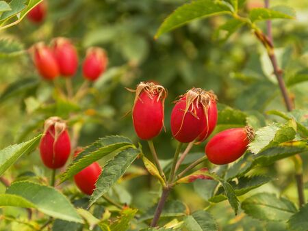 Red ripe rose hips growing on a bush in the garden. Medicinal berries. Healing tea. Harvesting in the fall. Dried berries. Rosehip oil.の写真素材