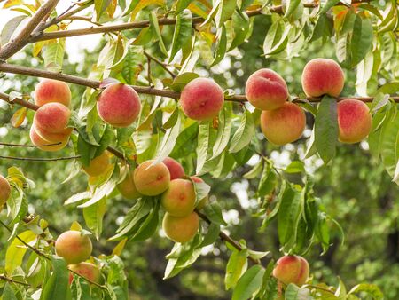 Ripe sweet peaches grow on a tree in the garden. Fruit on a branch. Harvesting in the fall. Natural vitamins. Vegetarian food.の写真素材