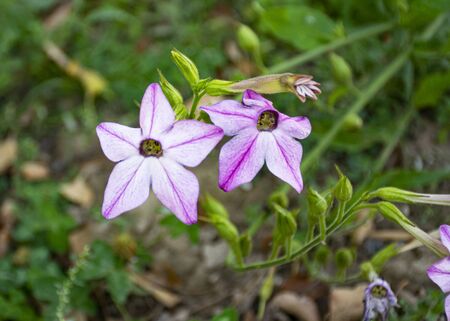 Beautiful bright flower grows in the garden. Tobacco. Pink flower. An interesting texture of flowers. Ornamental plant for the garden. Garden decoration.の写真素材