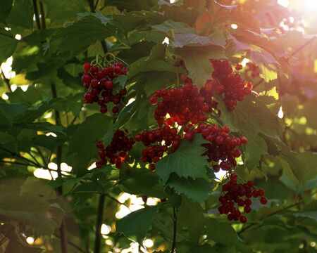 A branch of red viburnum grows in the garden in the fall. Harvesting. Useful berries used in...