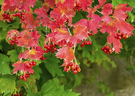 A branch of red viburnum grows in the garden in the fall. Harvesting. Useful berries used in medicine. Tasty tea with viburnum.の写真素材