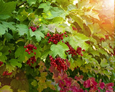 A branch of red viburnum grows in the garden in the fall. Harvesting. Useful berries used in medicine. Tasty tea with viburnum.の写真素材