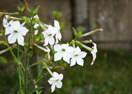 Beautiful bright flower grows in the garden. Tobacco. White flower. Pink flower. An interesting texture of flowers. Ornamental plant for the garden. Garden decoration.の写真素材